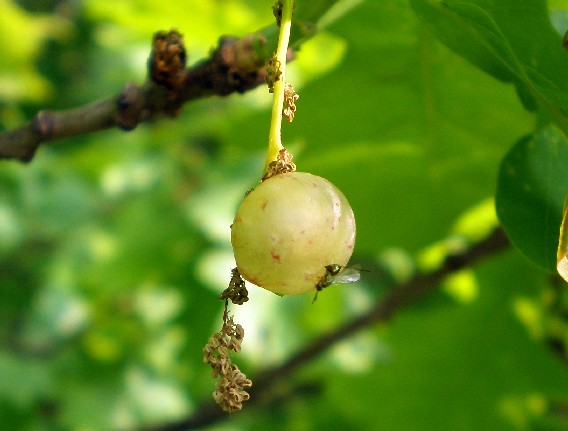 Neuroterus quercusbaccarum femmina agamica (Cynipidae).